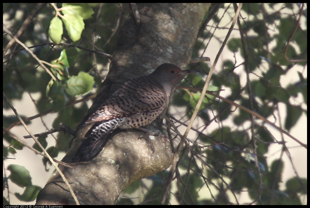 0302-092606-01.jpg - Northern Flicker