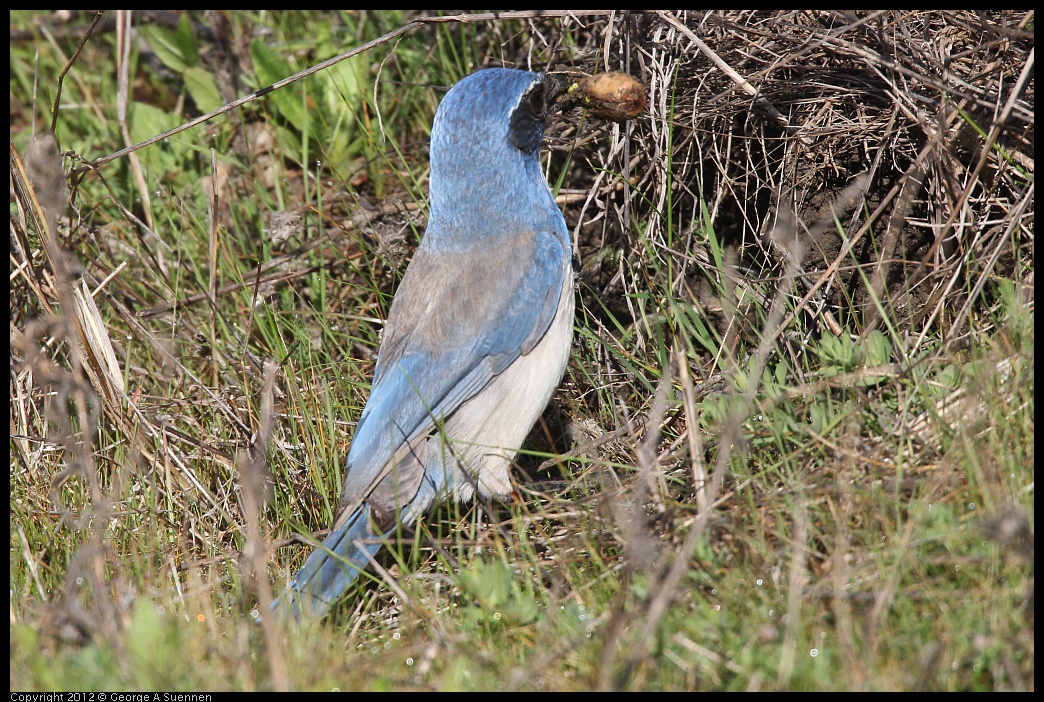 0302-092846-02.jpg - Western Scrub-Jay