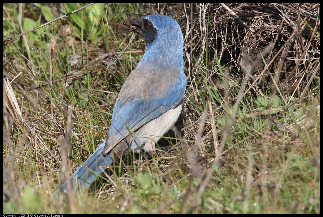 0302-092847-03.jpg - Western Scrub-Jay