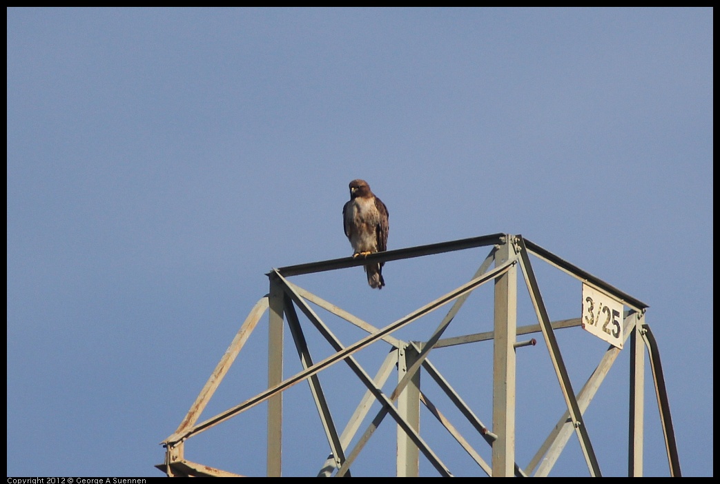 0302-093023-02.jpg - Red-tailed Hawk