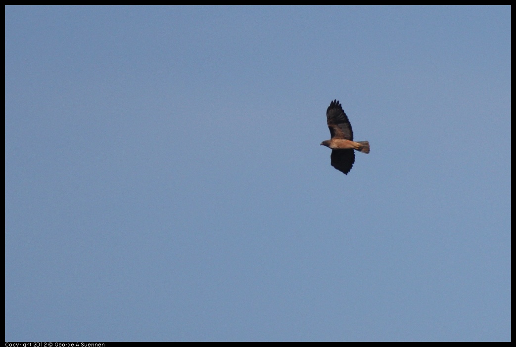 0302-093107-01.jpg - Red-tailed Hawk