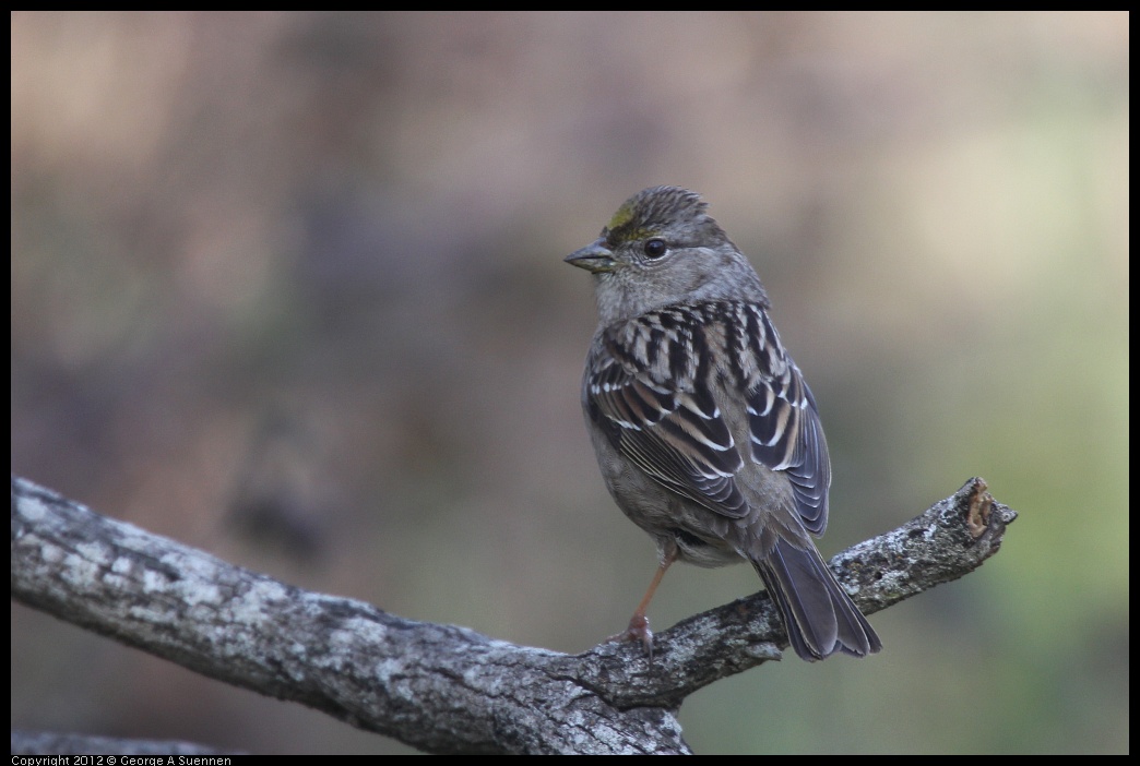 0302-093220-02.jpg - Golden-crowned Sparrow