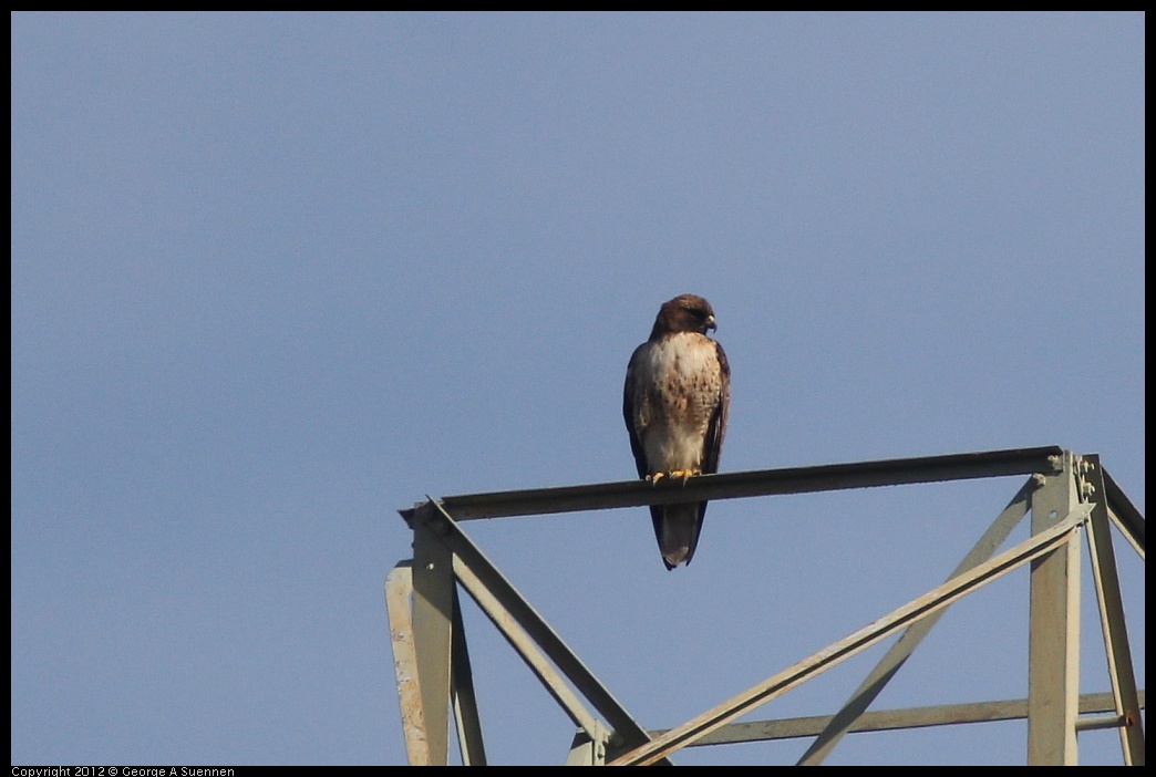 0302-093314-02.jpg - Red-tailed Hawk