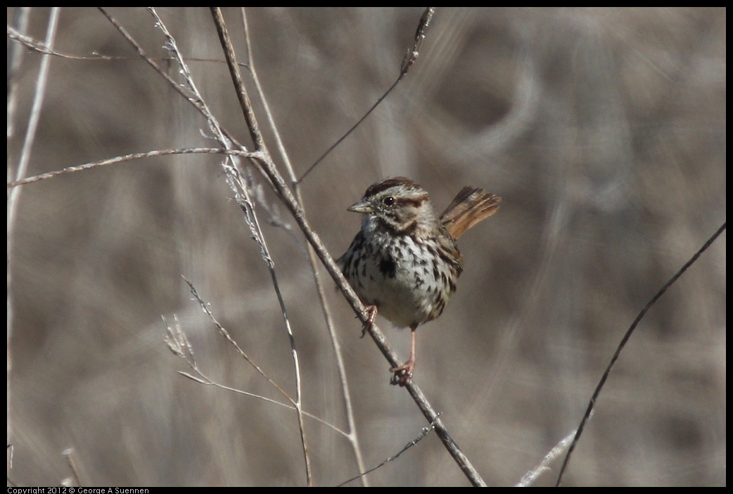 0302-093339-02.jpg - Song Sparrow