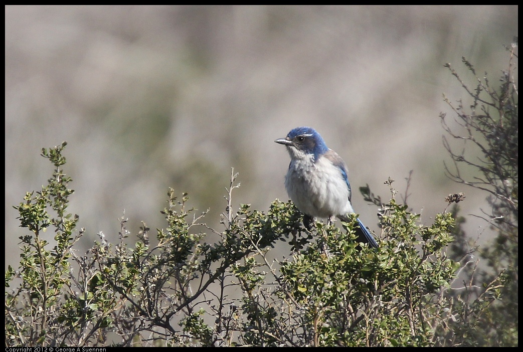 0302-093403-02.jpg - Western Scrub-Jay