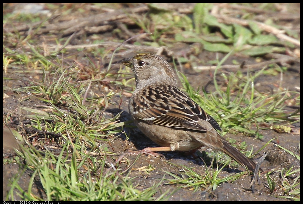 0302-093516-02.jpg - Golden-crowned Sparrow