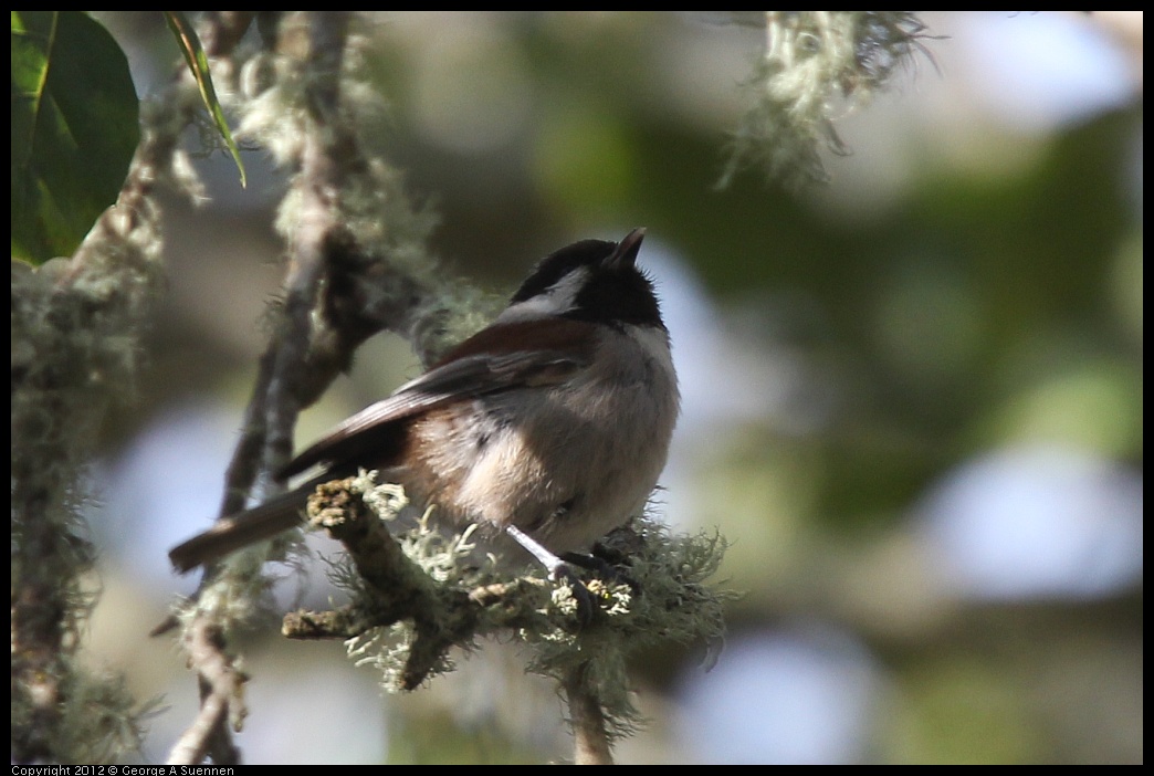 0302-094733-01.jpg - Chestnut-backed Chickadee