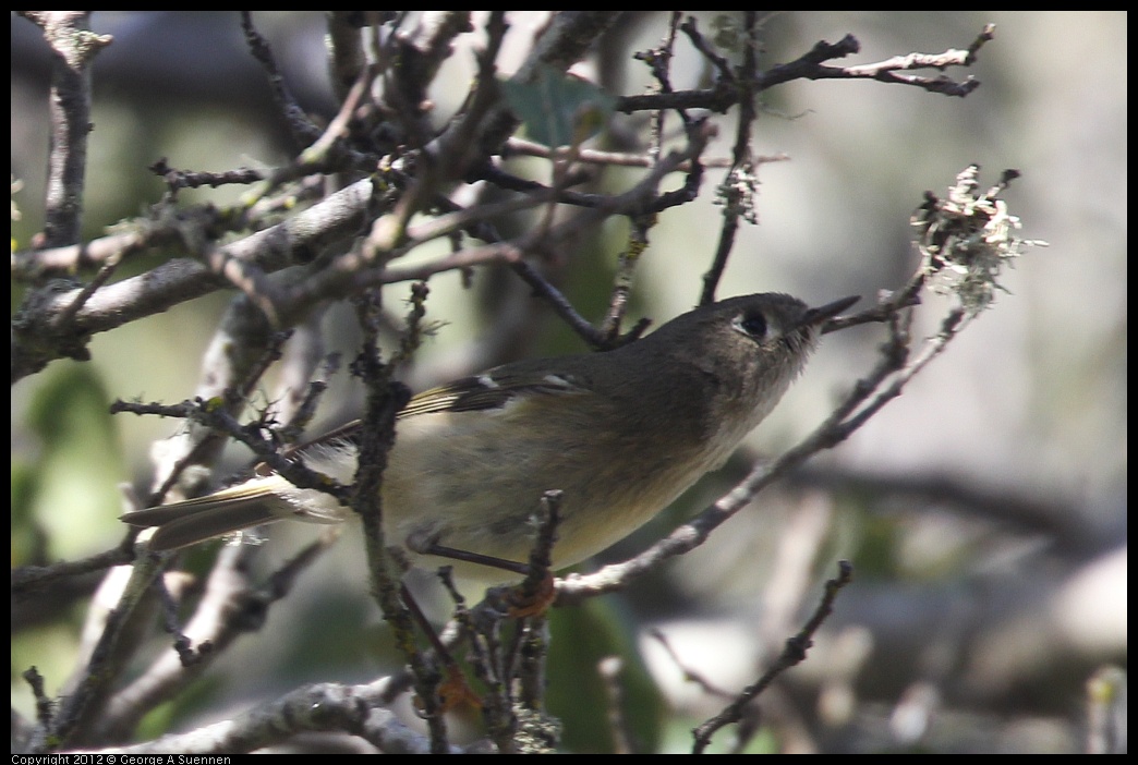 0302-094804-02.jpg - Ruby-crowned Kinglet