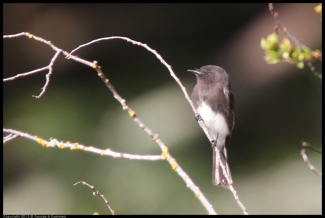 0302-095354-01.jpg - Black Phoebe