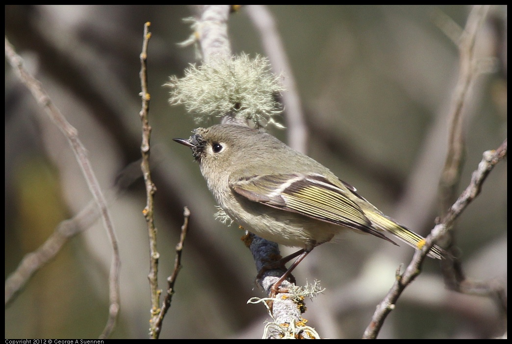 0302-095522-01.jpg - Ruby-crowned Kinglet