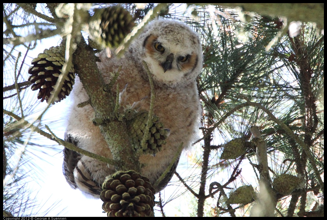 0303-102550-02.jpg - Great-horned Owlet