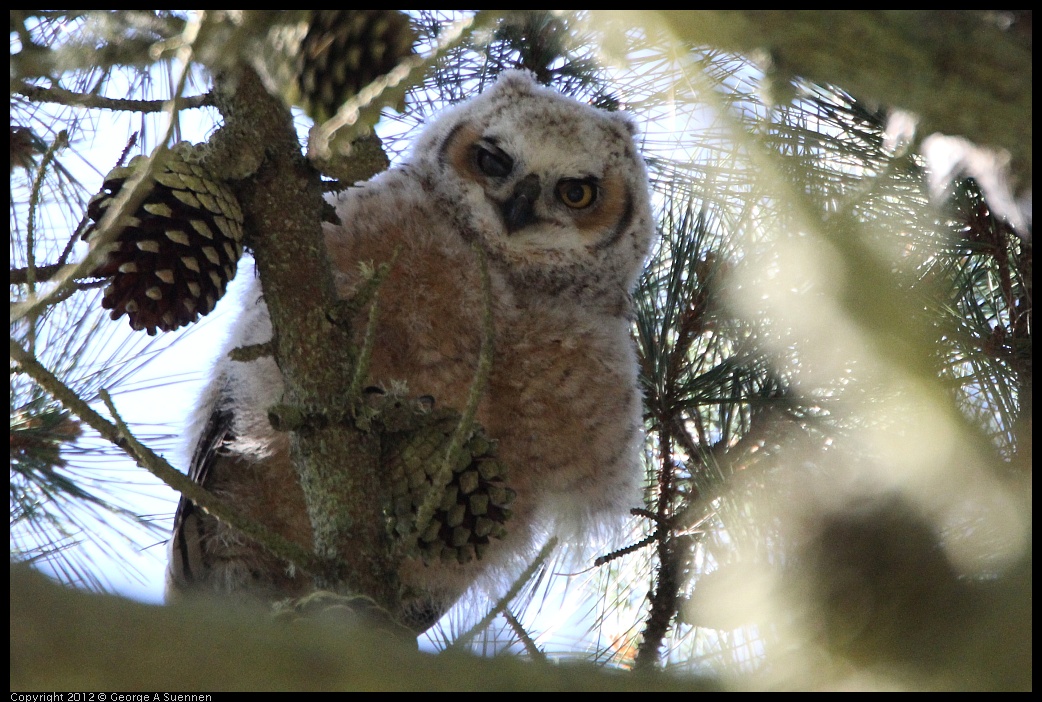 0303-103004-01.jpg - Great-horned Owlet