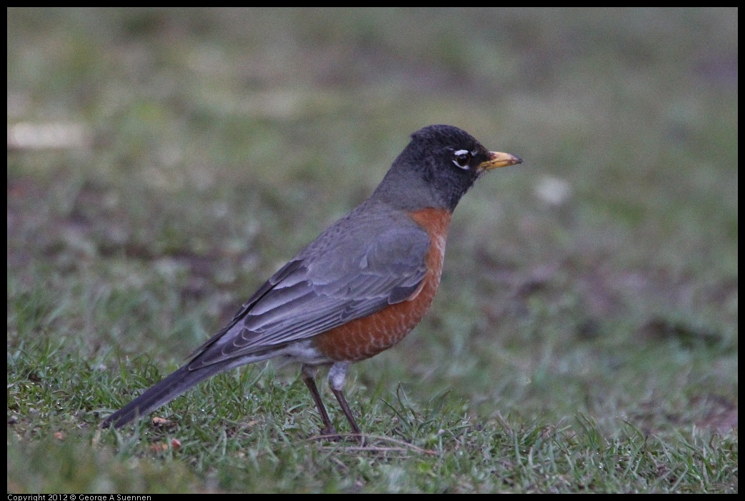 0303-103053-01.jpg - American Robin