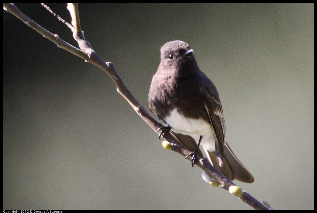 0303-103819-02.jpg - Black Phoebe