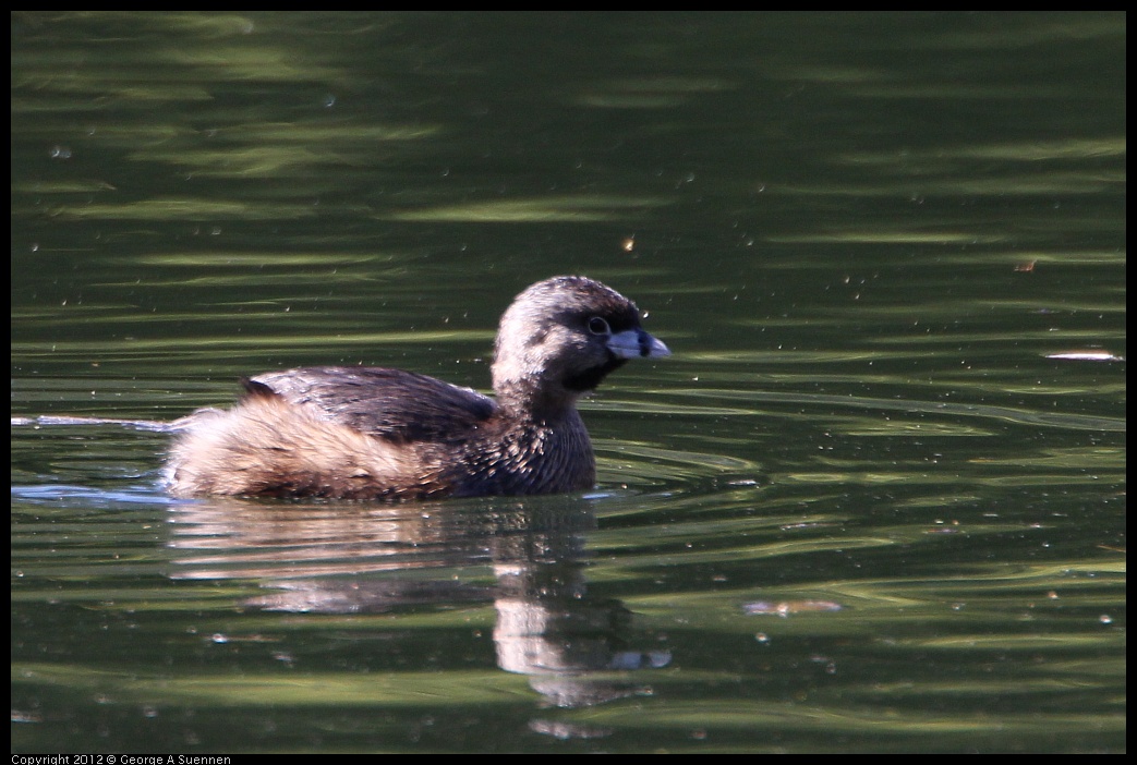 0303-104042-01.jpg - Pied-billed Grebe