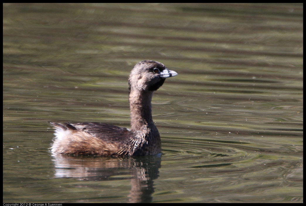 0303-104106-01.jpg - Pied-billed Grebe