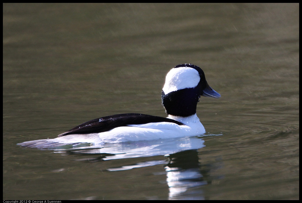 0303-104549-01.jpg - Bufflehead