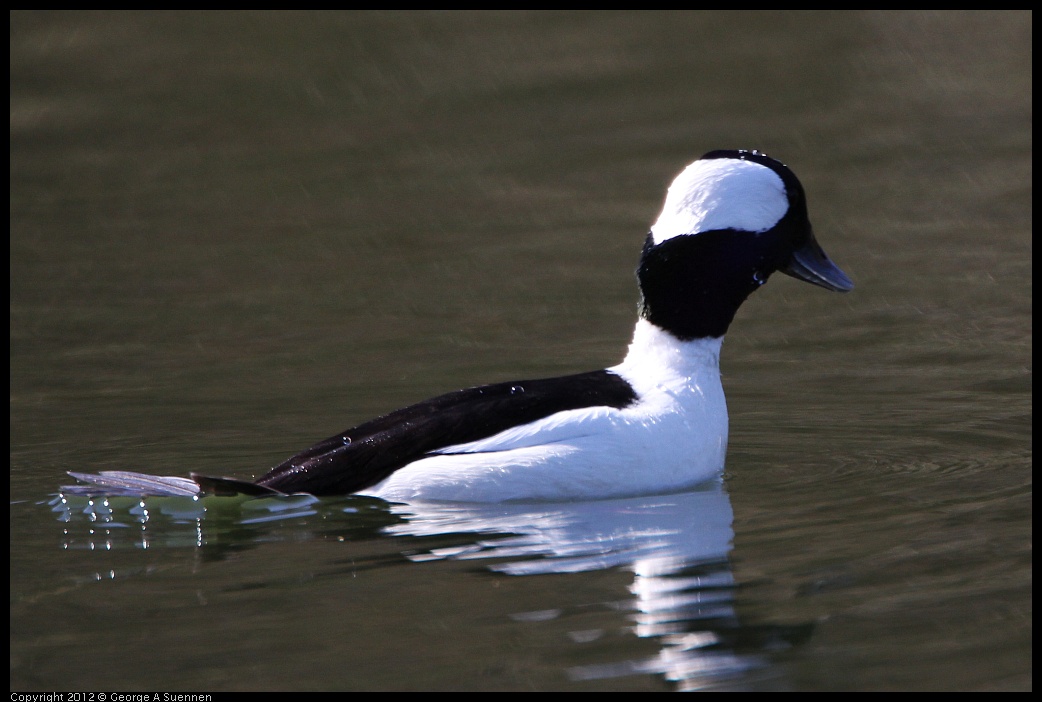 0303-104549-02.jpg - Bufflehead