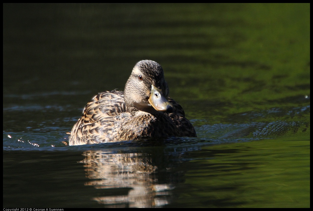 0303-104603-02.jpg - Mallard