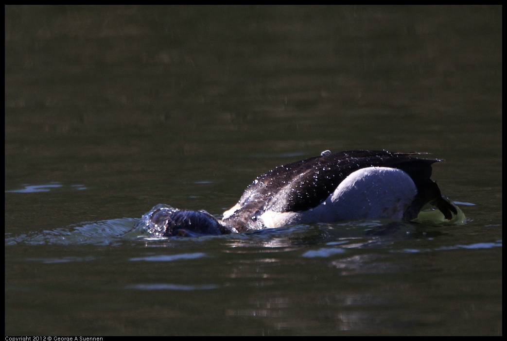 0303-104614-01.jpg - Ring-necked Duck