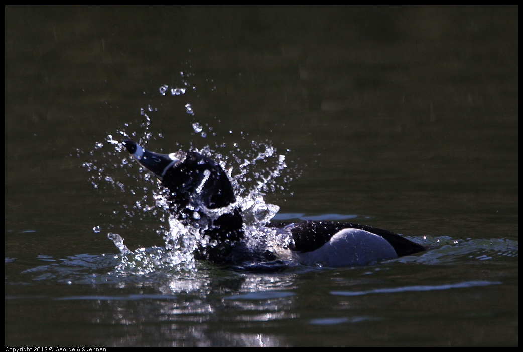 0303-104614-02.jpg - Ring-necked Duck