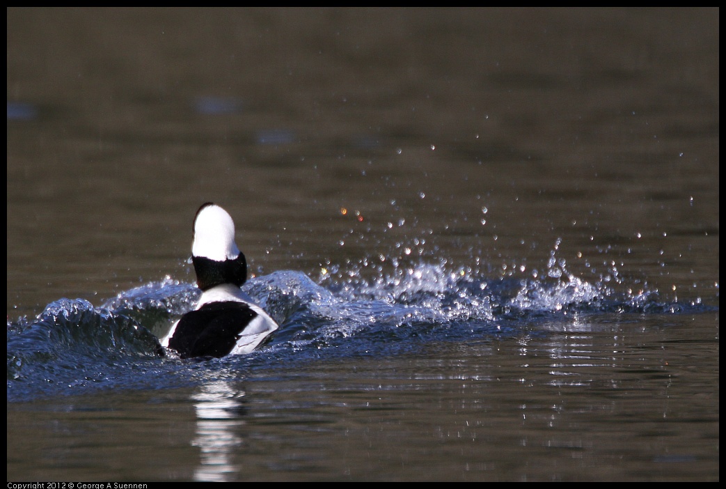 0303-104755-02.jpg - Bufflehead