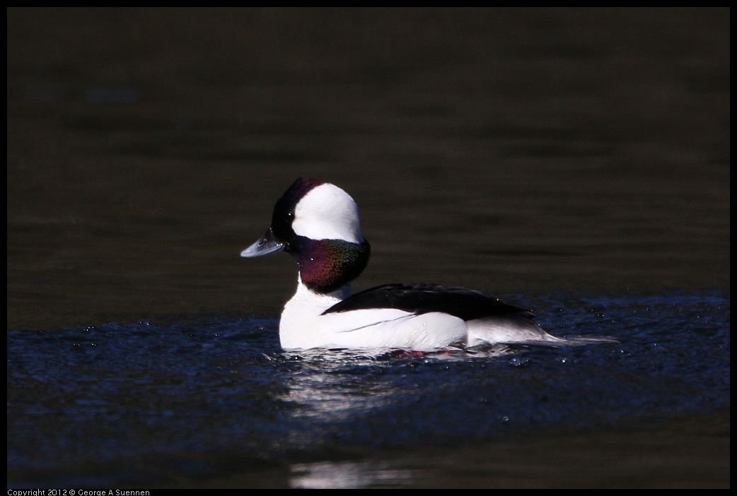 0303-104756-04.jpg - Bufflehead