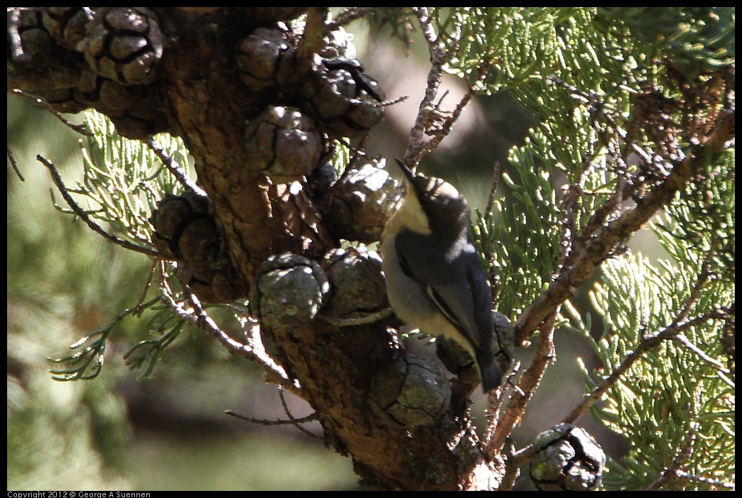 0303-104839-01.jpg - Pygmy Nuthatch