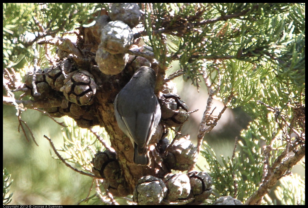 0303-104841-01.jpg - Pygmy Nuthatch