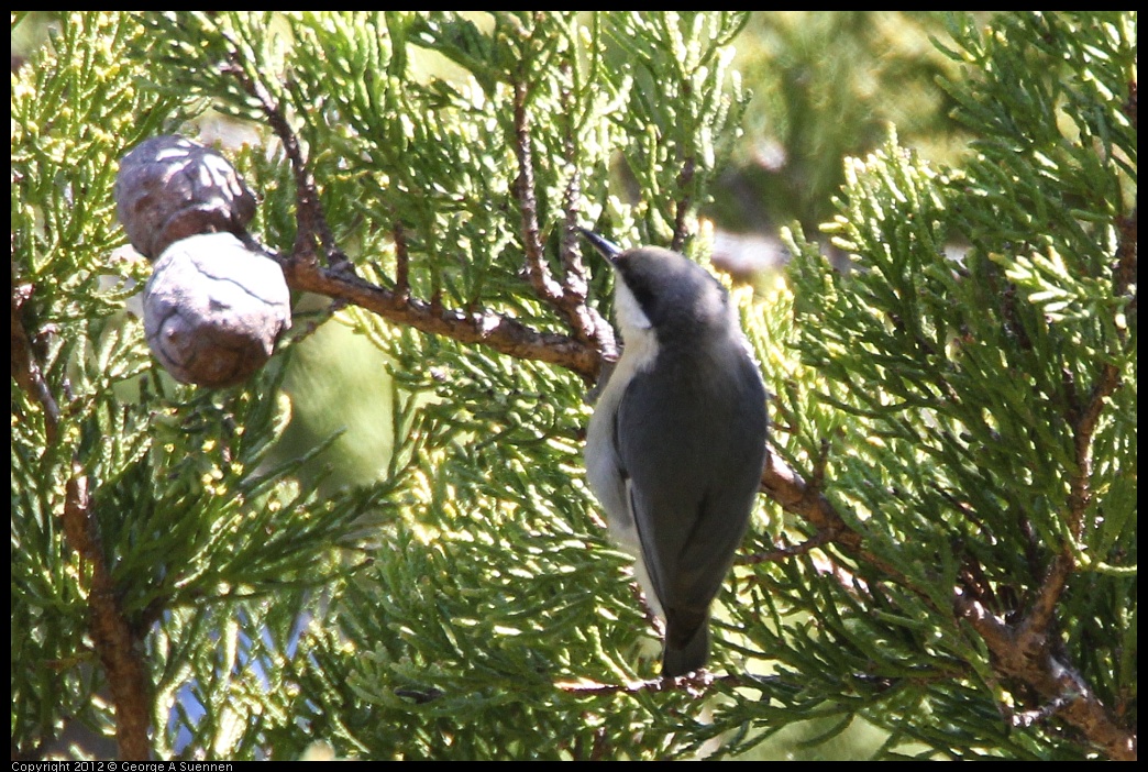 0303-104908-02.jpg - Pygmy Nuthatch