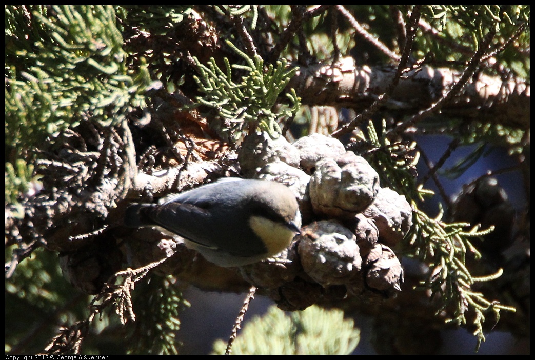 0303-105017-03.jpg - Pygmy Nuthatch