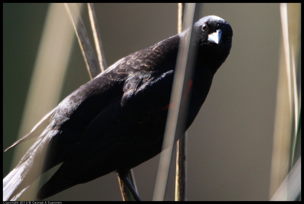 0303-105211-01.jpg - Red-winged Blackbird