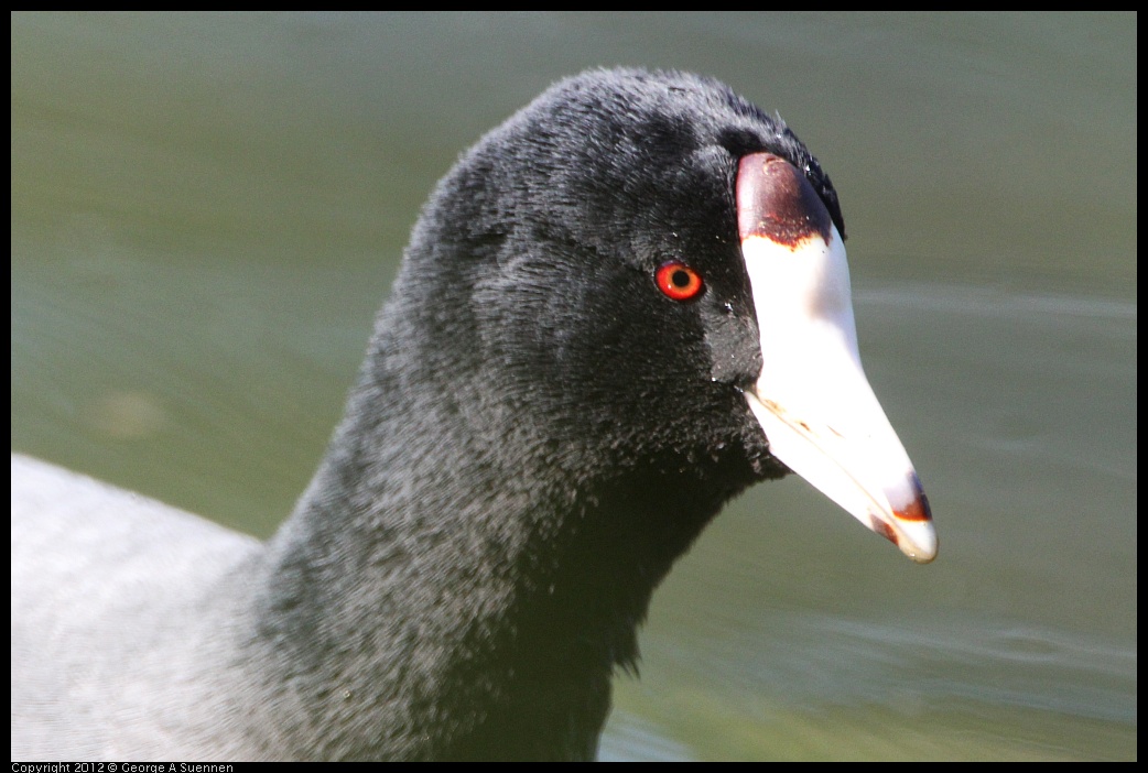 0303-105742-01.jpg - American Coot