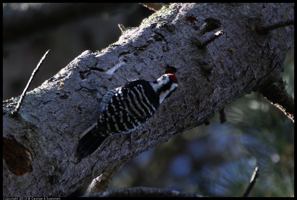 0304-102419-04.jpg - Nuttall's Woodpecker