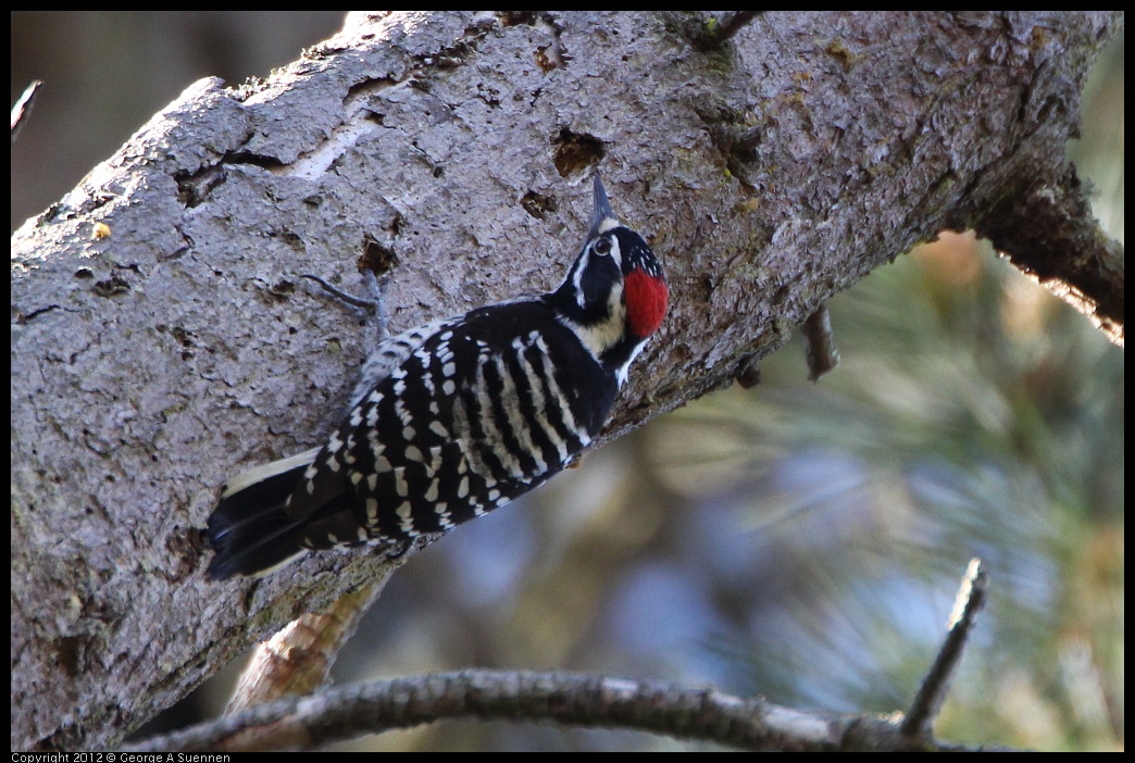 0304-102425-04.jpg - Nuttall's Woodpecker