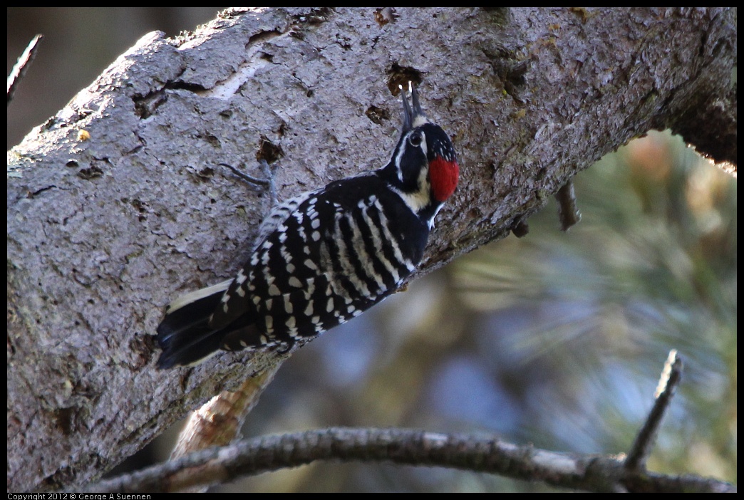 0304-102426-02.jpg - Nuttall's Woodpecker