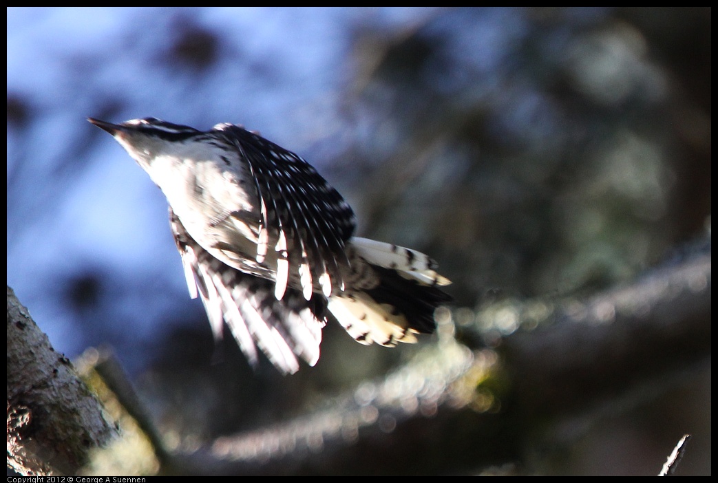 0304-102429-04.jpg - Nuttall's Woodpecker