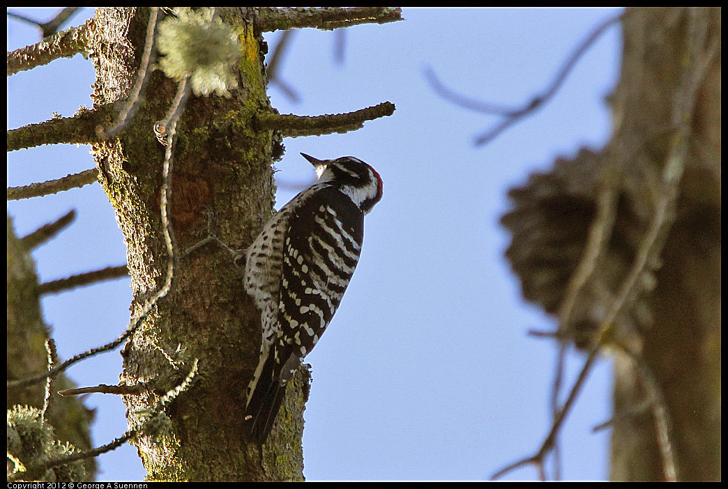 0304-102545-01.jpg - Nuttall's Woodpecker