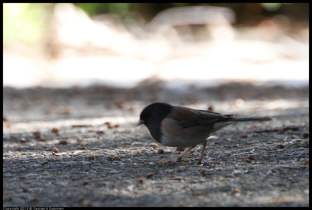 0304-103038-02.jpg - Dark-eyed Junco