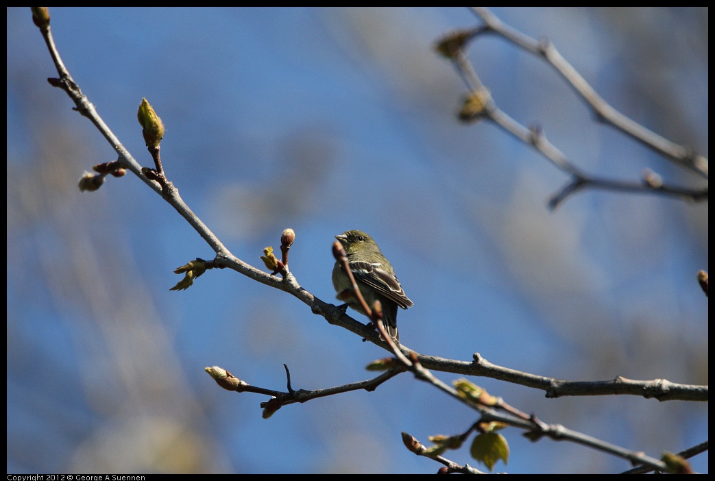 0304-104352-01.jpg - Lesser Goldfinch