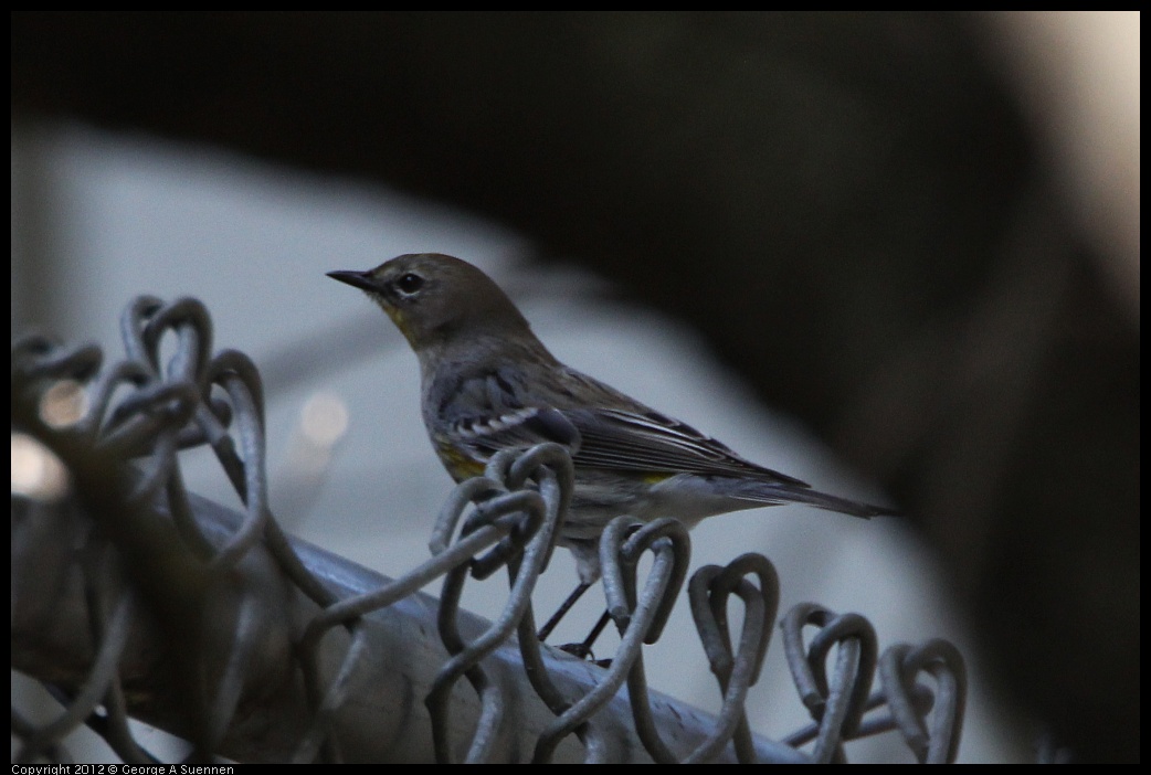 0304-111045-01.jpg - Yellow-rumped Warbler