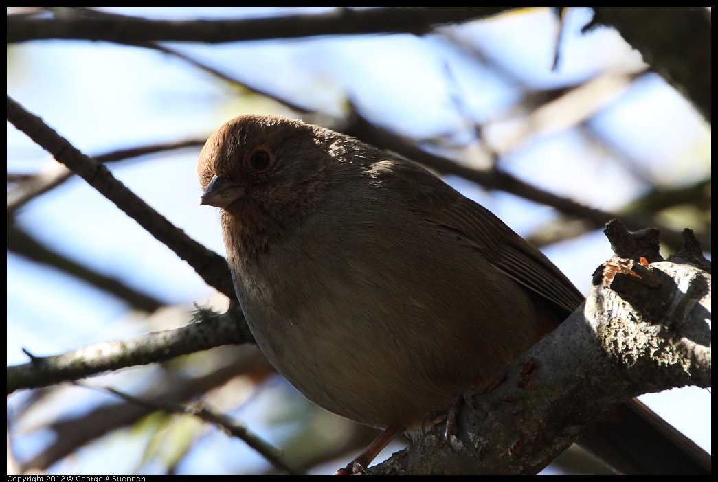 0304-111145-04.jpg - California Towhee