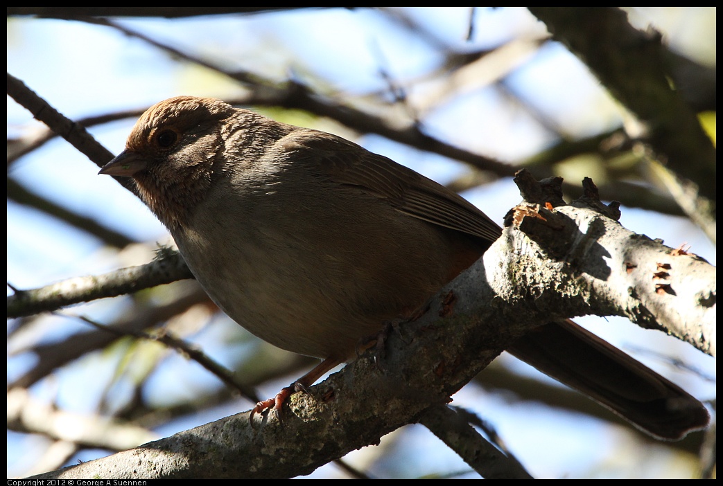 0304-111147-01.jpg - California Towhee