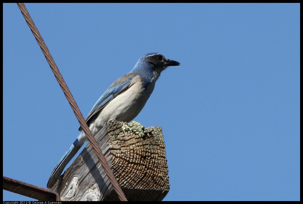 0304-111453-03.jpg - Western Scrub-jay