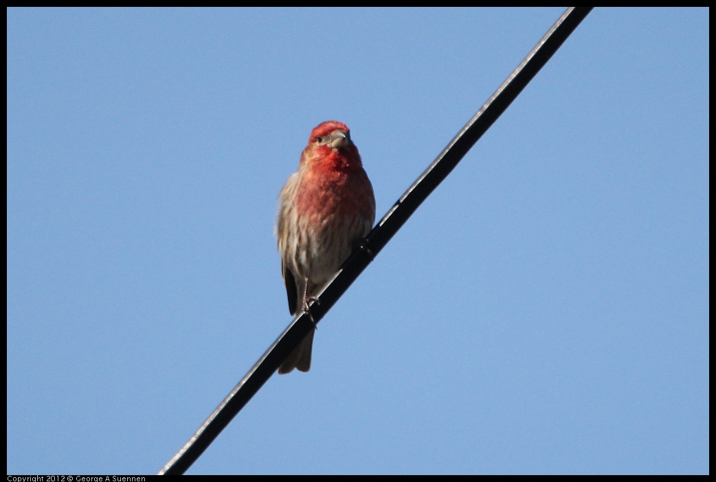 0304-112141-01.jpg - House Finch