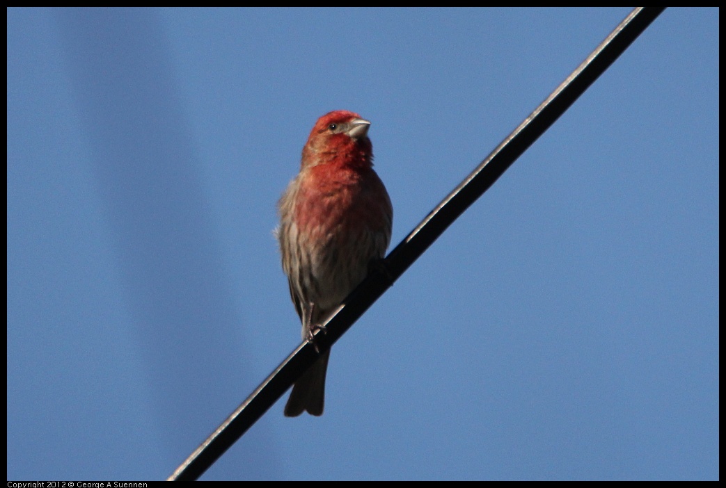 0304-112220-04.jpg - House Finch