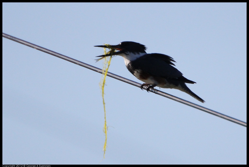 0307-090405-01.jpg - Belted Kingfisher