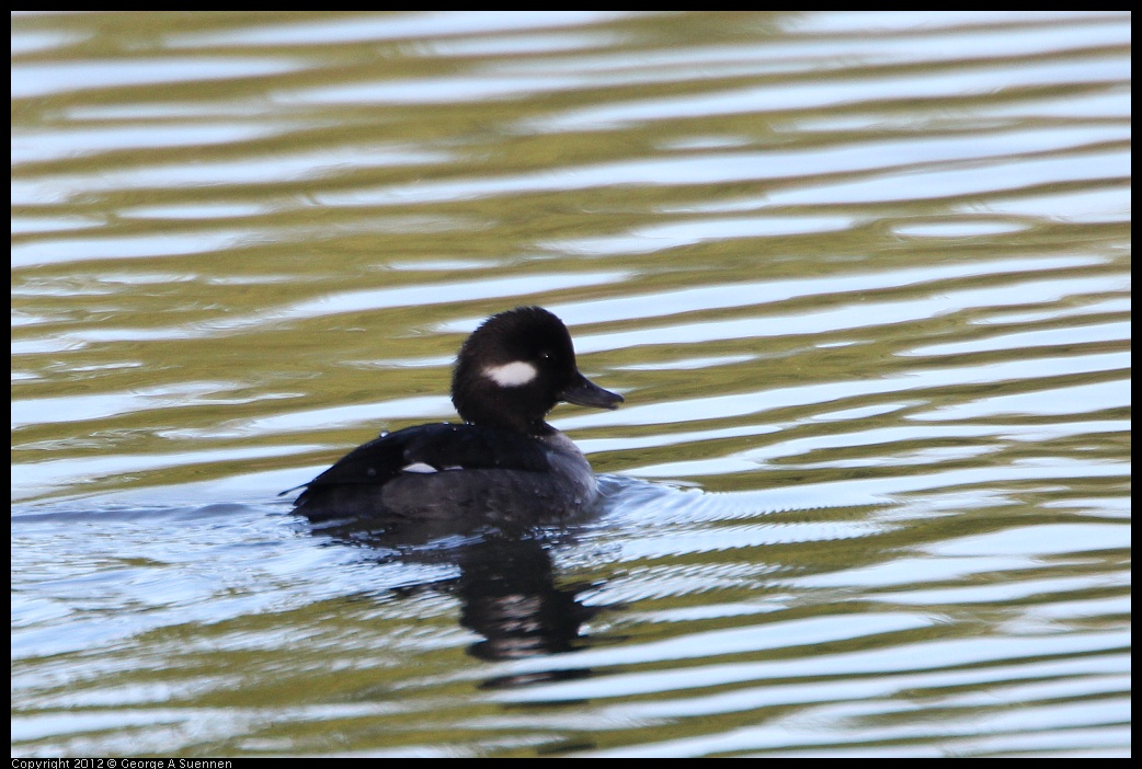 0307-090616-02.jpg - Bufflehead