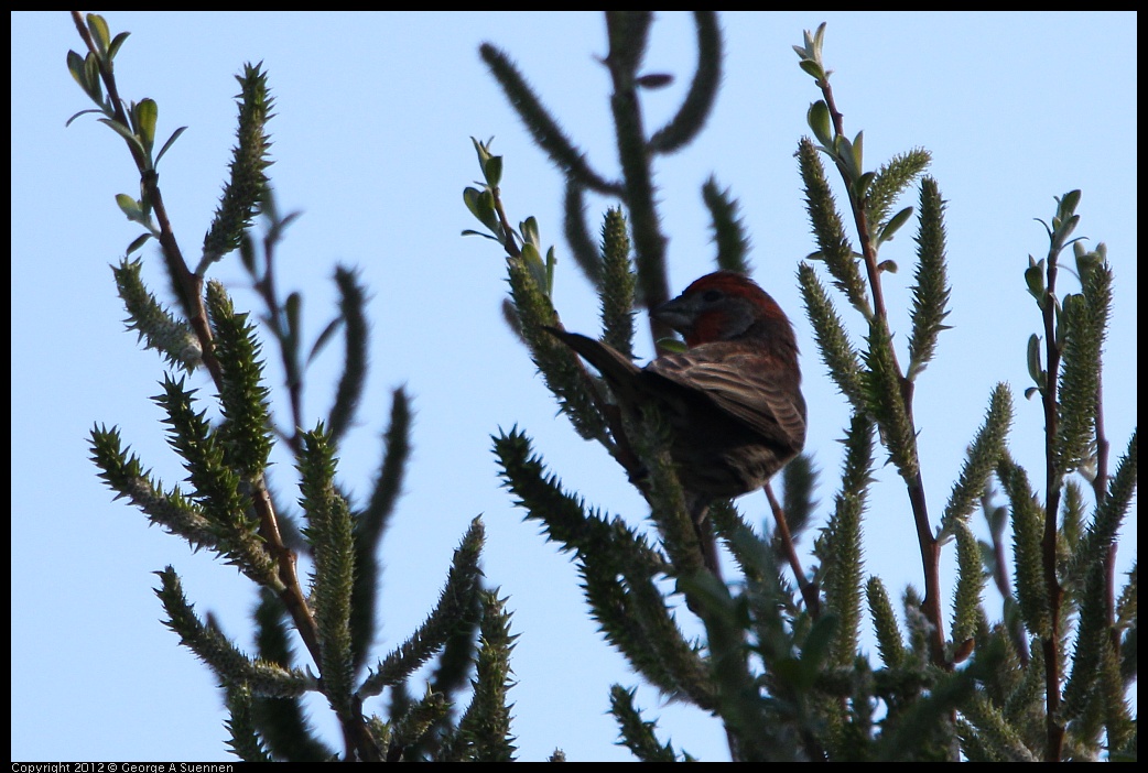 0307-090759-03.jpg - House Finch