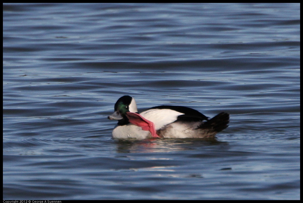 0307-091050-03.jpg - Bufflehead